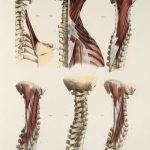 首周辺の骨と筋肉の解剖図