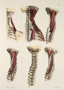 首周辺の骨と筋肉の解剖図