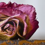 枯れゆくバラの花