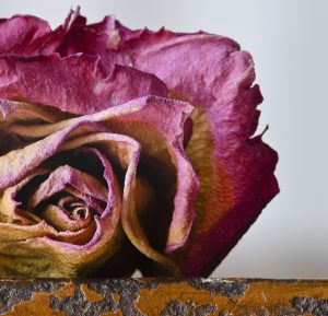 枯れゆくバラの花