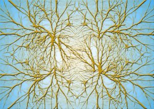 neurons