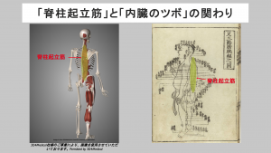 erector spinae and acupuncture point