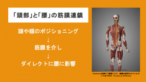 fascial chain head to lower back